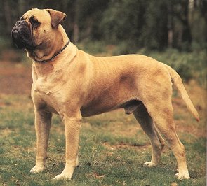 Bull-Mastiff-picture.jpg