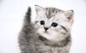 Cute Gray Kitten