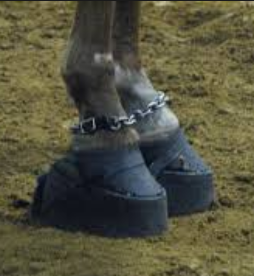 North Horse 11/08/13