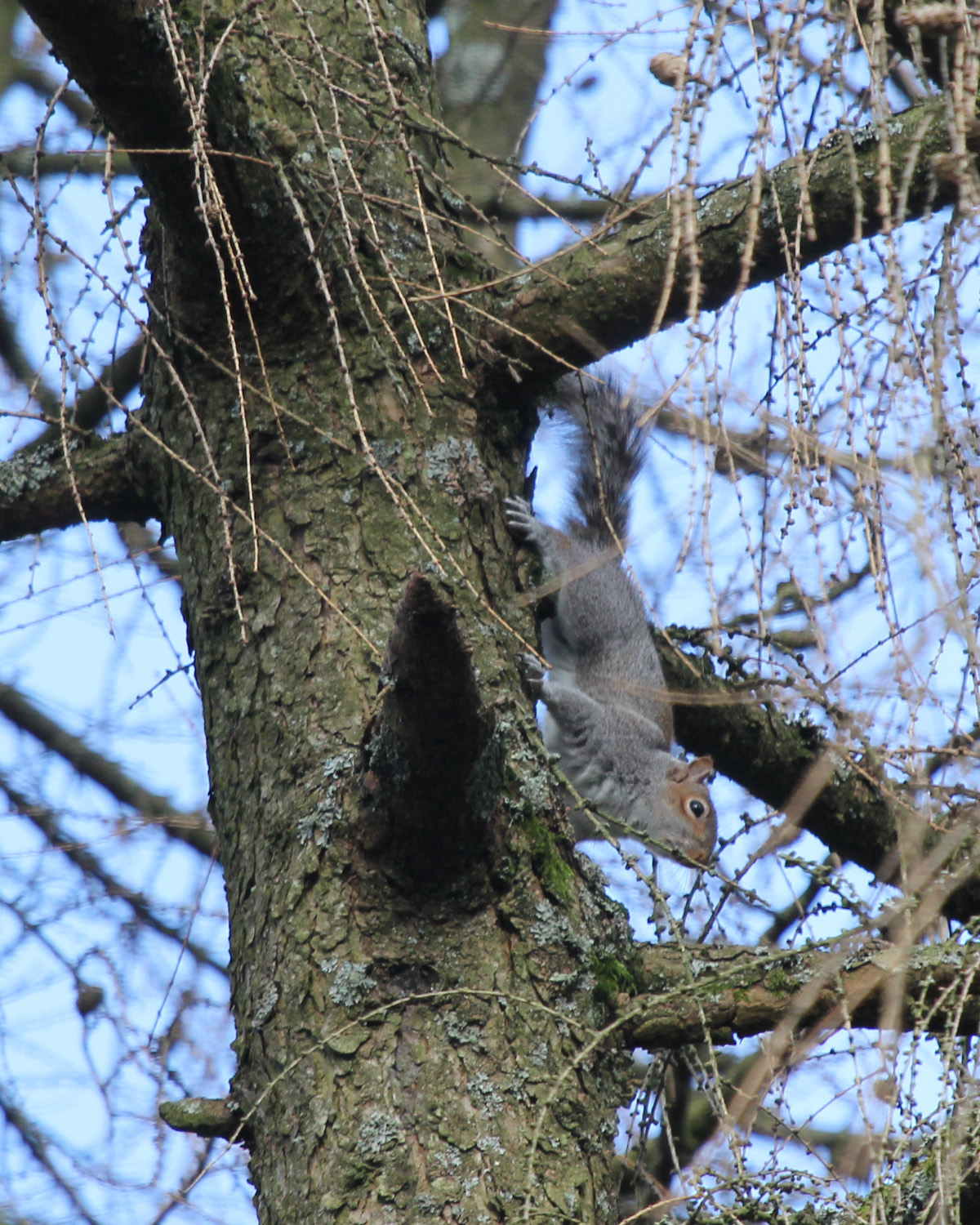 List 100+ Pictures Why Do Squirrels Chase Each Other Around Trees Stunning