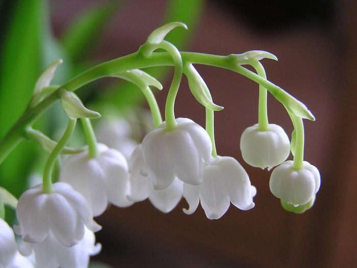 Gif Paradise Lily Of The Valley The Name Lily Of Valley Is Used In Some English Translations Song Songs 2 1 But Hebrew Phrase Shoshannat Ha Amaqim