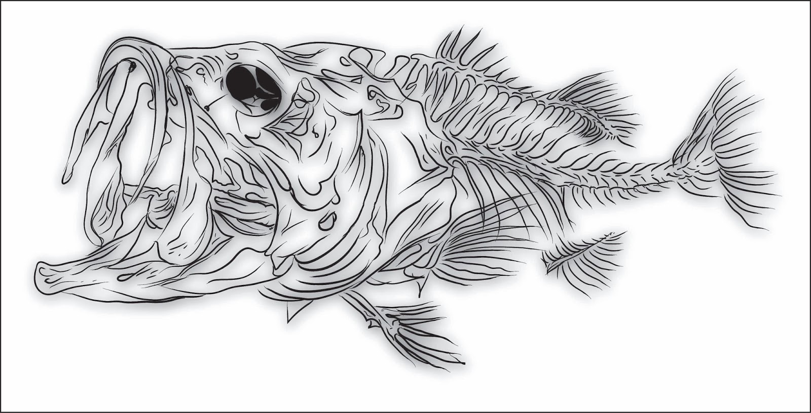 A Year On The Fly Messing With Bass Bones