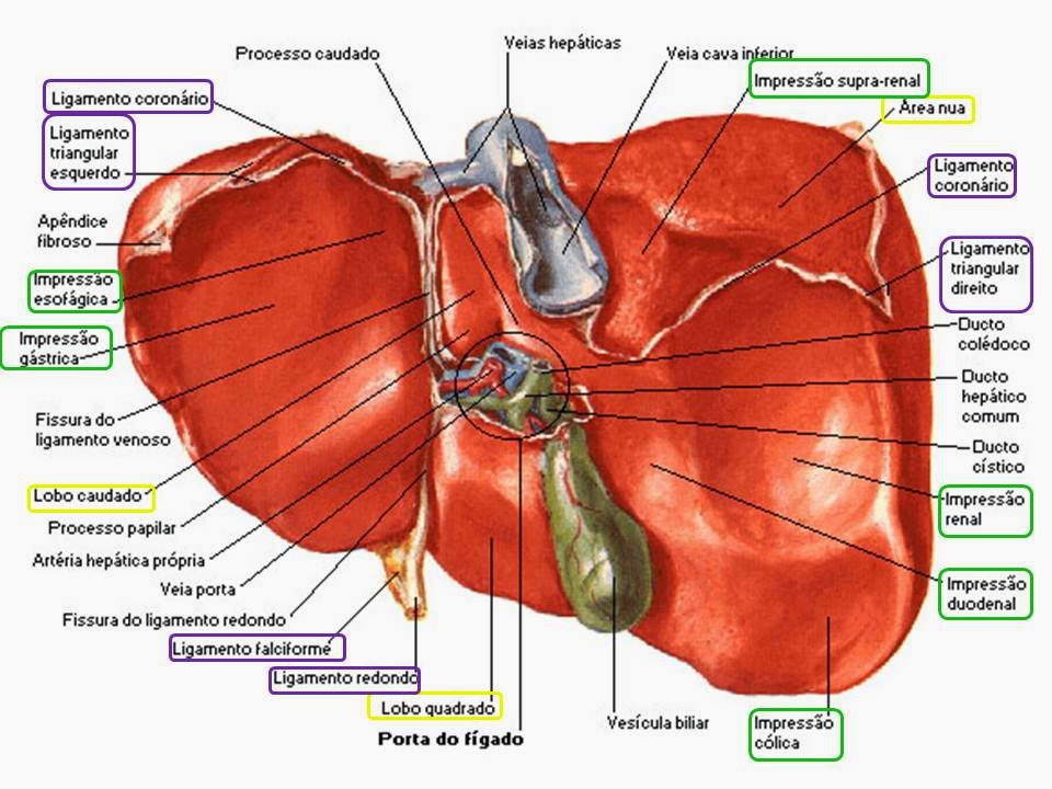 Ligamento Redondo Do Figado ENSINO