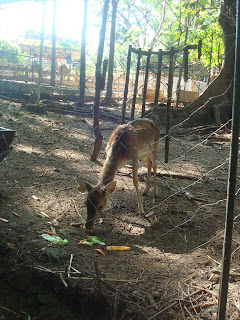 the deer the deer in zoobic safari