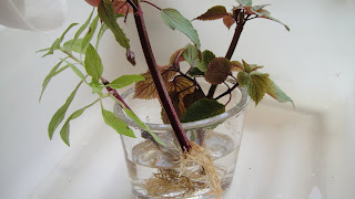 Perilla Mint Basil stalks roots