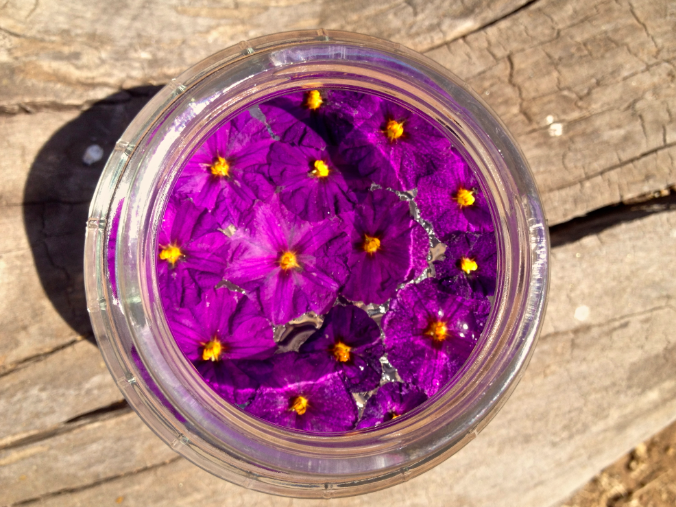 Rosi Luna Blog Art, Herbs & Womens Health Wild Potato Bush Flower