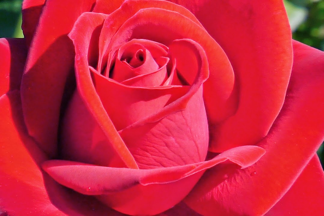 20 Gambar Foto Bunga Mawar Merah 20 Gambar Foto Bunga Mawar Merah
