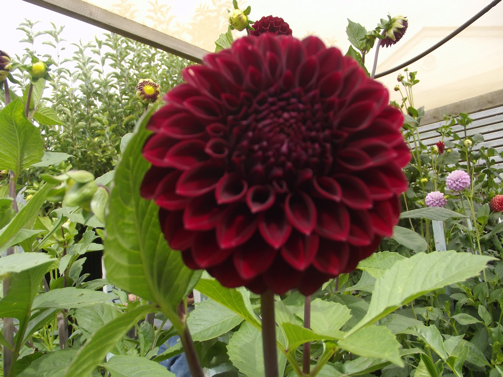 Australian Dahlias and Tubers Popular Types of Dahlias