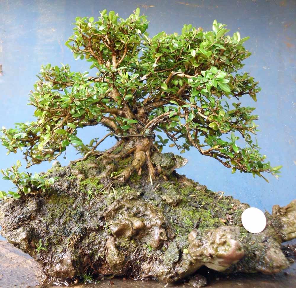 Natureart Bonsai Some Lonicera Nitida Natureart Bonsai Some Lonicera Nitida