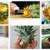 How to Grow A Pineapple From Another One – Easily!