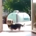 This dog needs glasses see why.