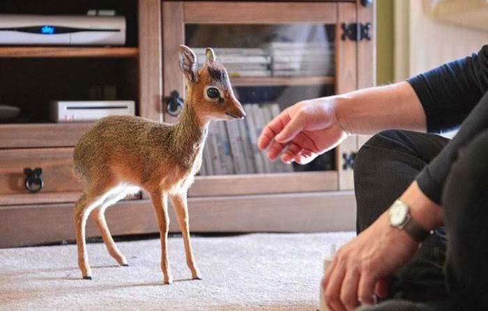 Baby antelope at Chester Zoo The baby was rejected by her mother. Dikdiki is 30-40 cm in height and 50-70 cm in length and weighs less than 6 kg.