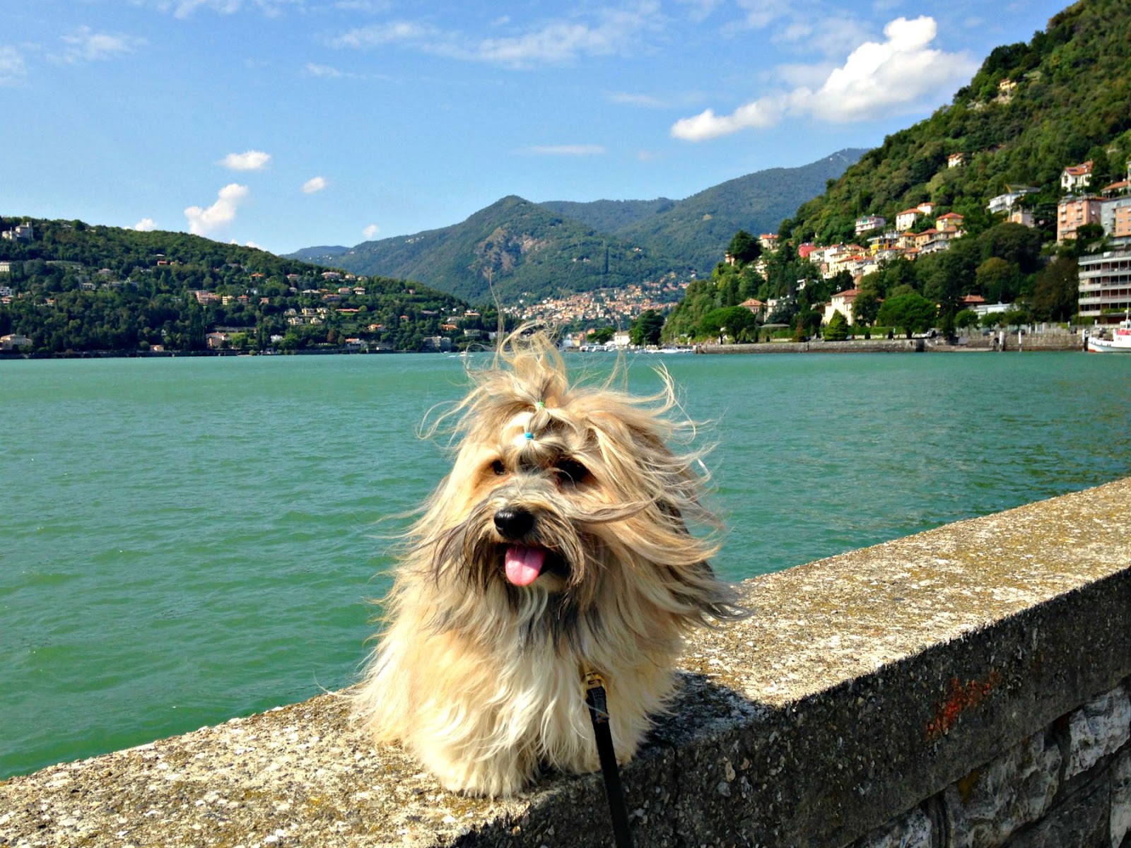 To Dog With Love Our Fabulous Italian Vacation