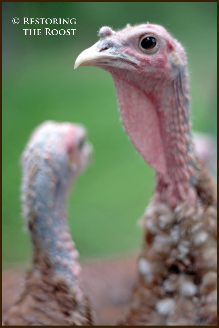 Restoring the Roost Raising Heritage Turkeys