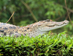 Crocodile spotted on the banks of the Vashshti river(Friday 4-6-2011)