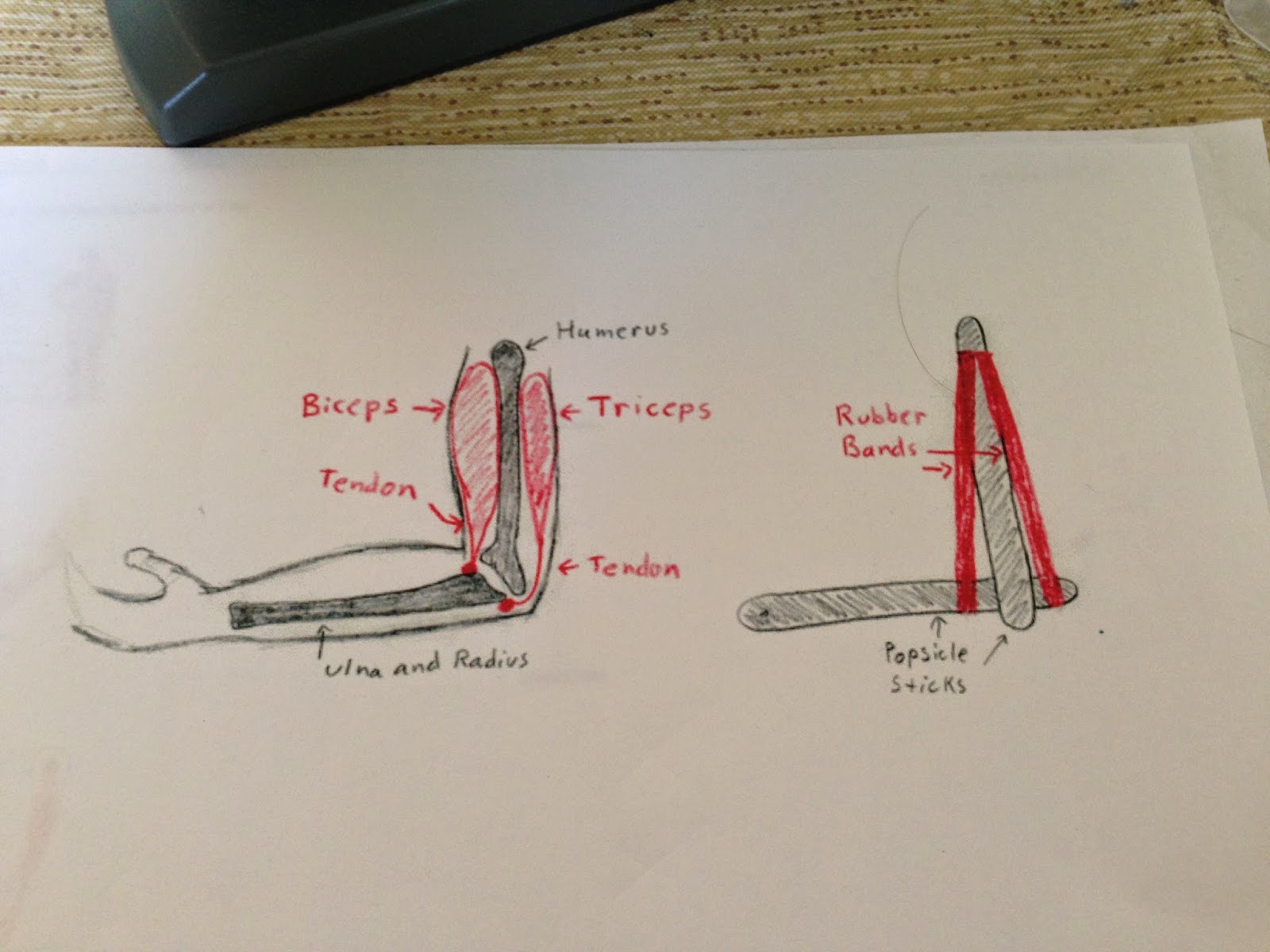 Life's Adventures: Learning about the muscular system