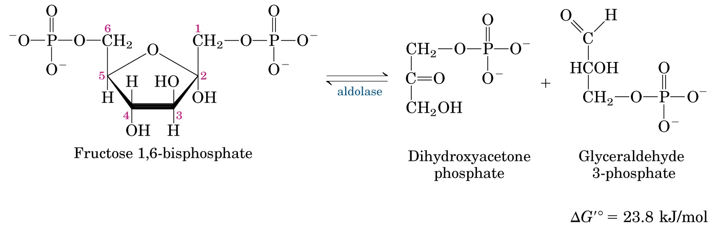 Metabolismo de Carboidratos GLICÓLISE