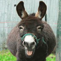 mammalia,cattle,donkey,ass,chordata,animalia,equss,working animal mammalia,cattle,donkey,ass,chordata,animalia,equss,working animal