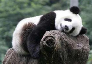 Panda tidur