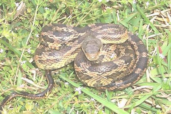 Dhaman Snake India