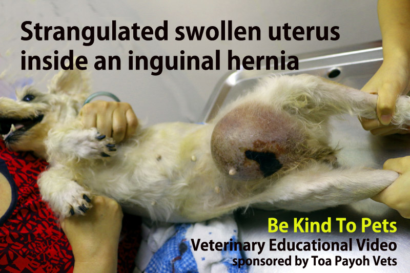 inguinal hernia in puppies the gallery for gt inguinal hernia inguinal hernia in puppies the gallery for gt inguinal hernia