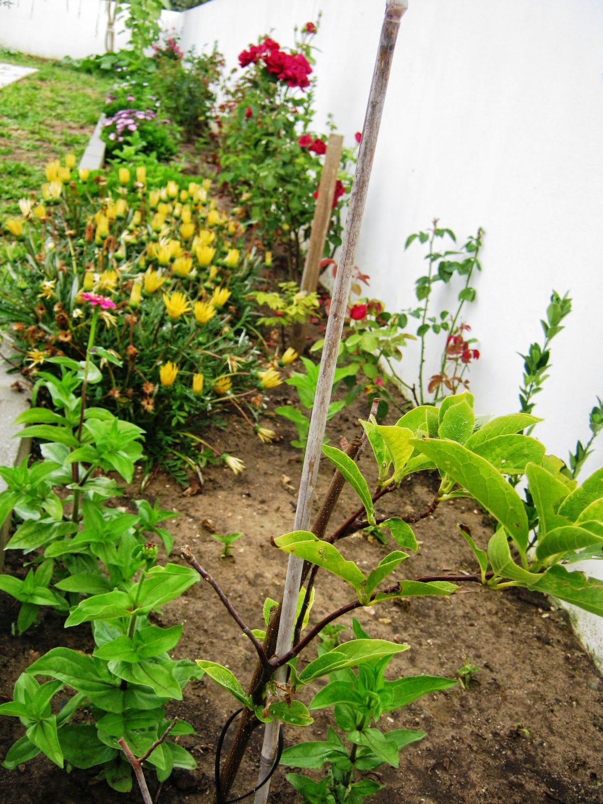 jardim fundo quintal:ESTE É O JARDIM DO FUNDO DO QUINTAL E DO PORTÃO DOS FUNDOS, É MAIS jardim fundo quintal:ESTE É O JARDIM DO FUNDO DO QUINTAL E DO PORTÃO DOS FUNDOS, É MAIS
