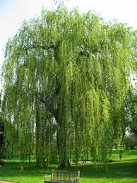 WIERZBA BIAŁA Salix alba WIERZBA BIAŁA Salix alba