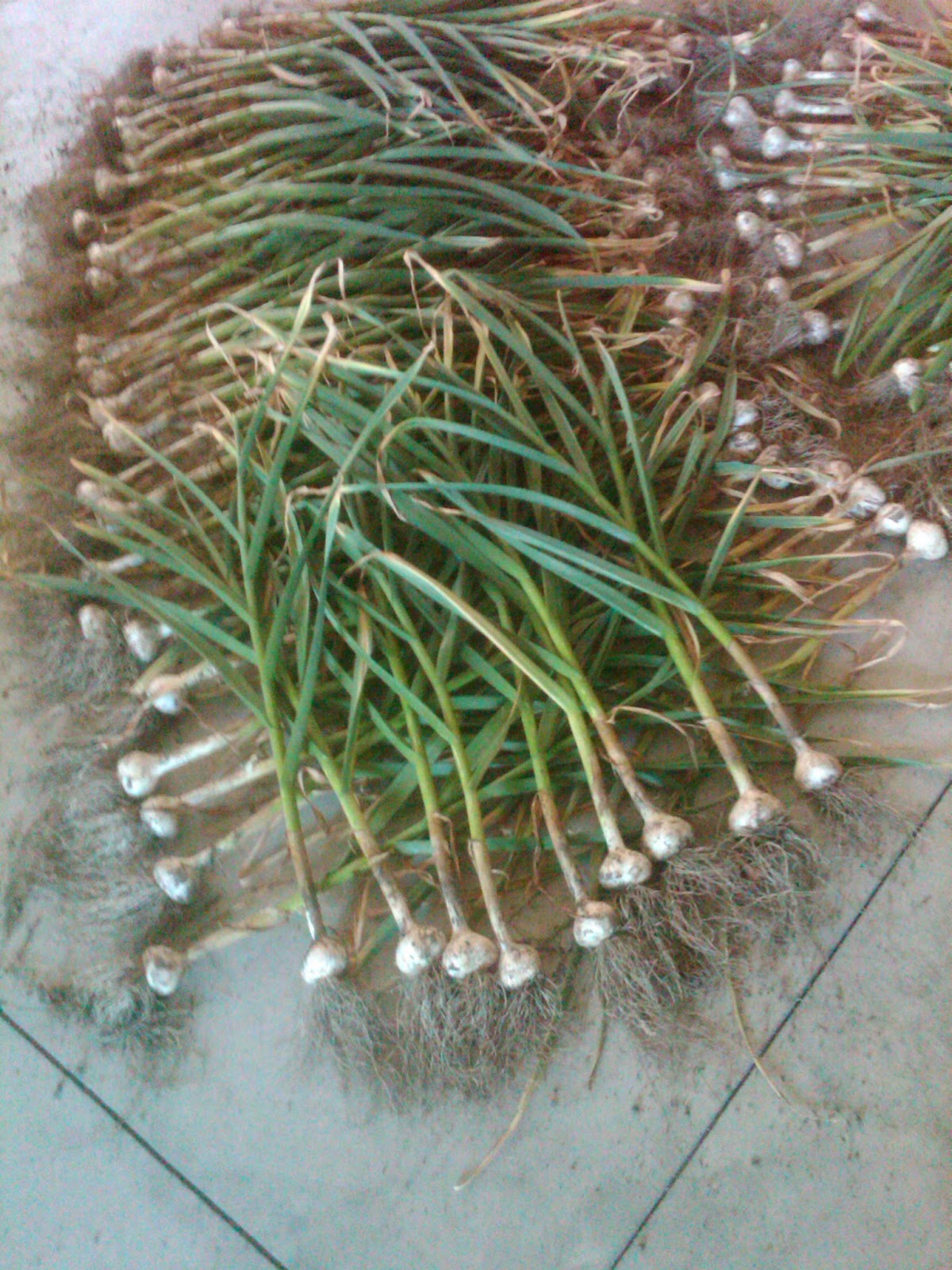 Annie's Gardening Corner The King of Bulbs