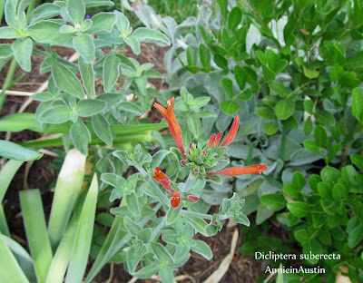 AnnieinAustin, Dicliptera suberecta