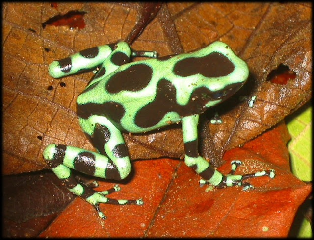 venenosas venenosas