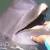 Sufren crueldad ilimitada delfines en cautiverio, revela estudio realizado en el Caribe mexicano