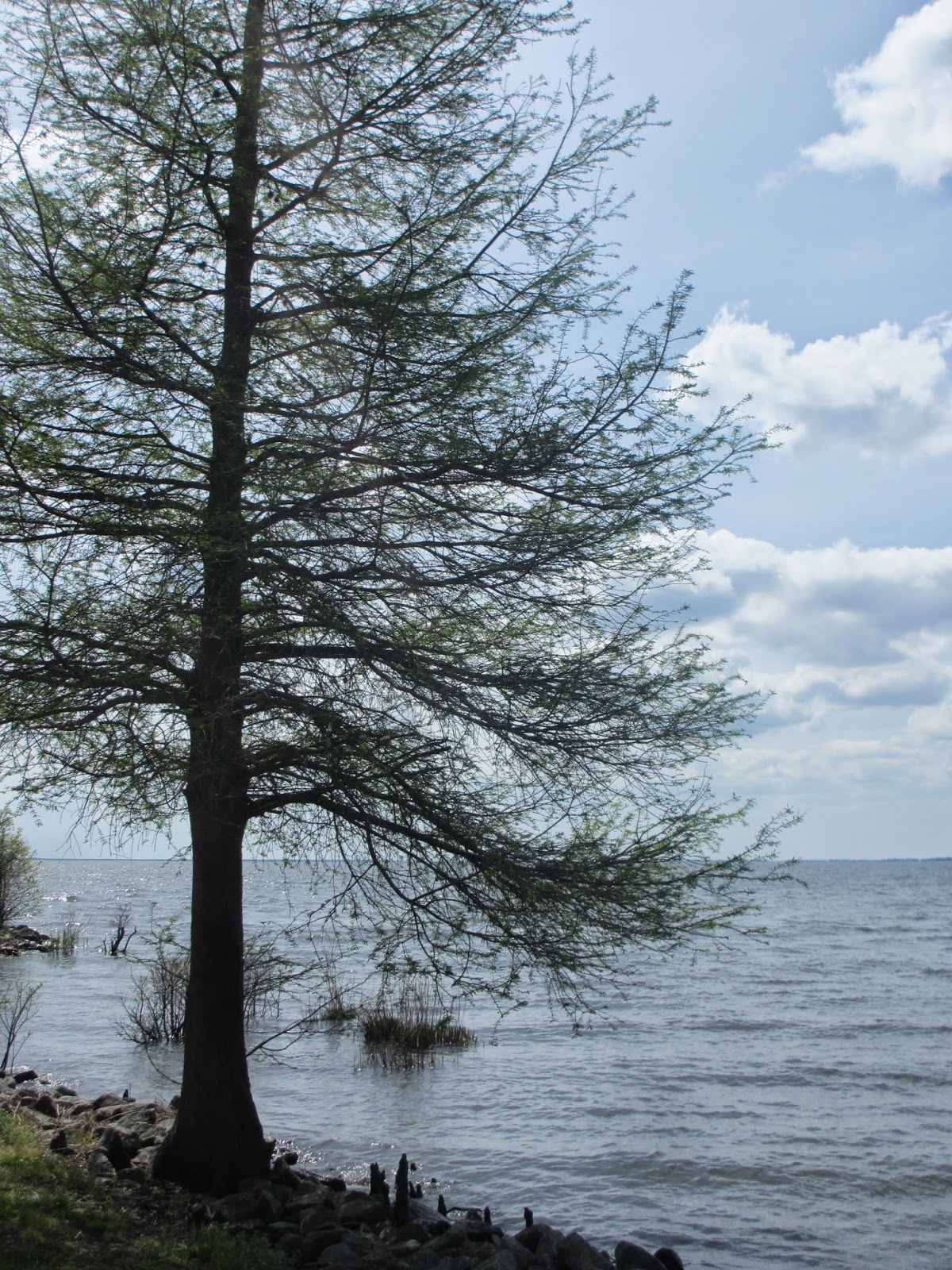 Pettigrew State Park Werewolf 83