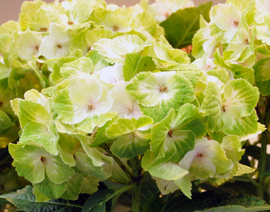 B&D Lilies Garden Blog Everlasting™ Hydrangeas Bloom all summer