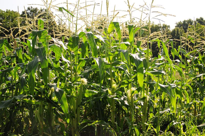 Windmill Farm When To Pick Corn And Growing It As Ornaments In