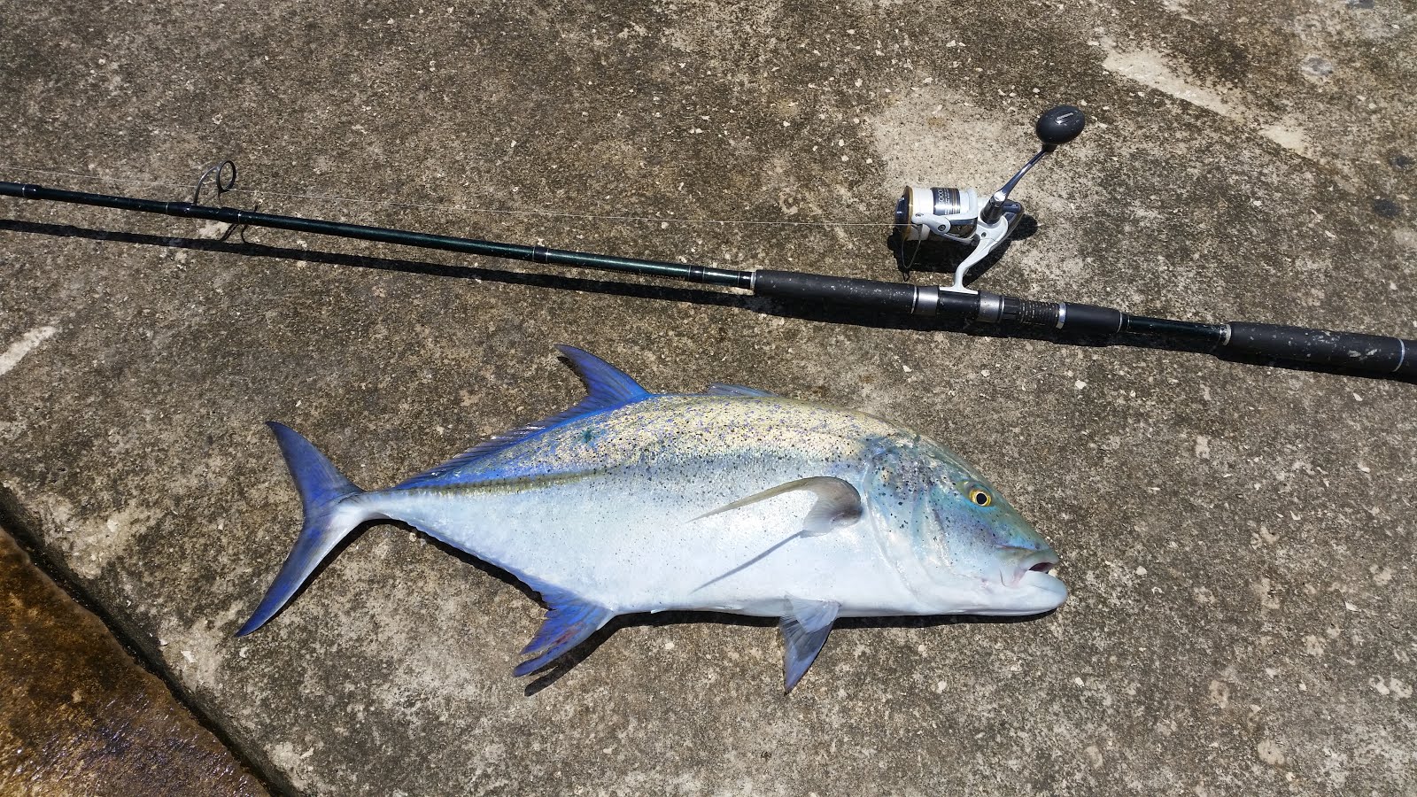 busted-lbg: Niue Island Yellowfin