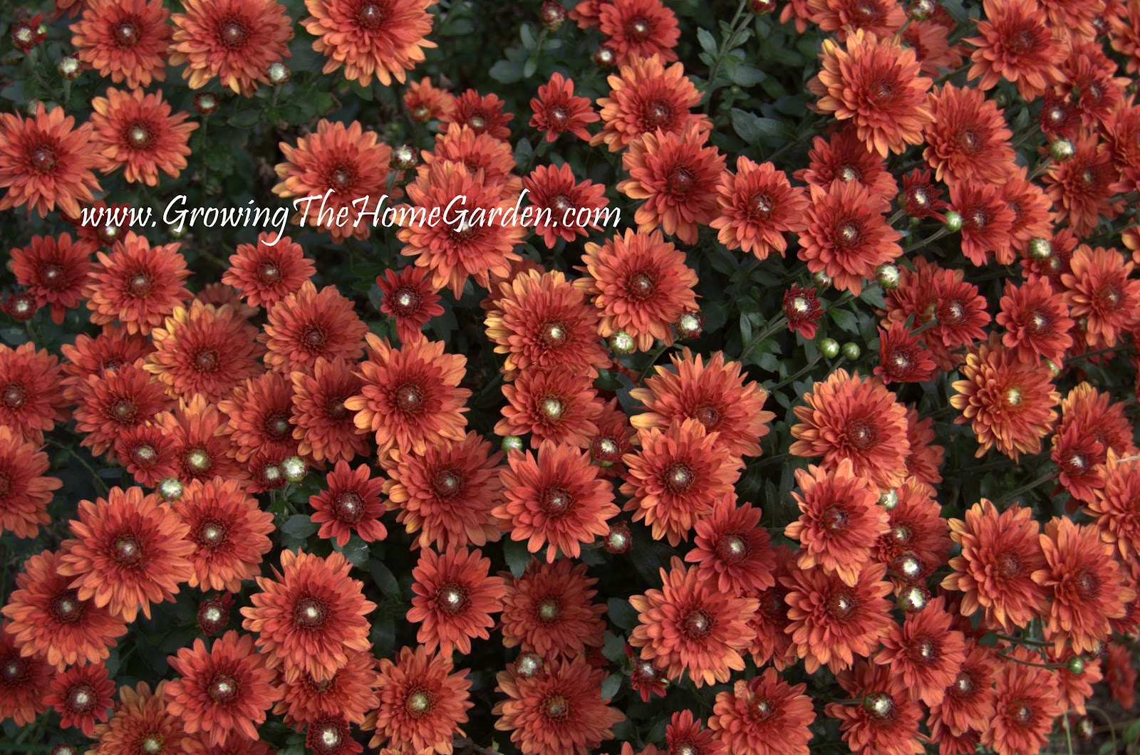 More Mums and the 50 Lowe's Giveaway Ends Today! Growing The Home Garden