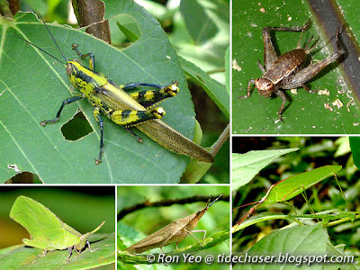 Grasshoppers, Katydids & Crickets (Order Orthoptera)