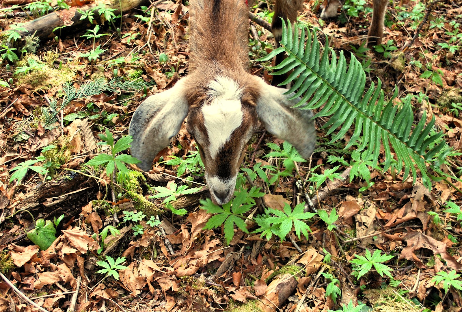 Twisted Fern Farm What My Goats Eat