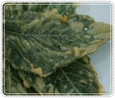 Keripik daun usaha keripik daun