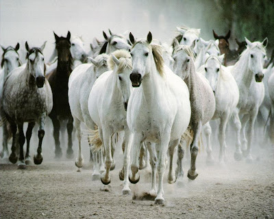 White Horses Wallpapers