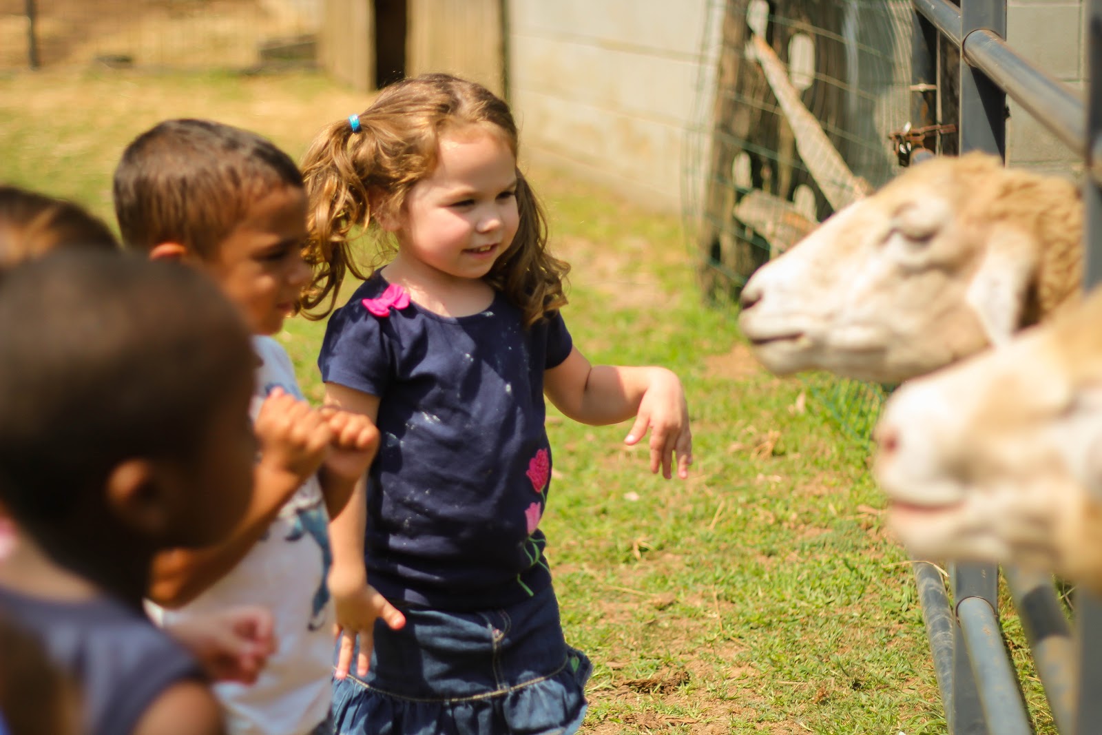 Teach Them To Fly Meeting the Animals
