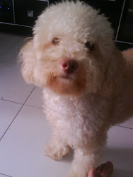 ♥ That's My Toto