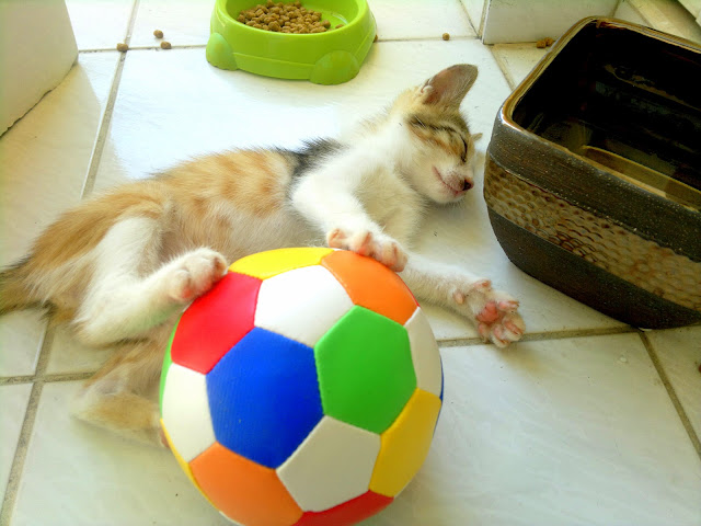 kitten toy cute kitty