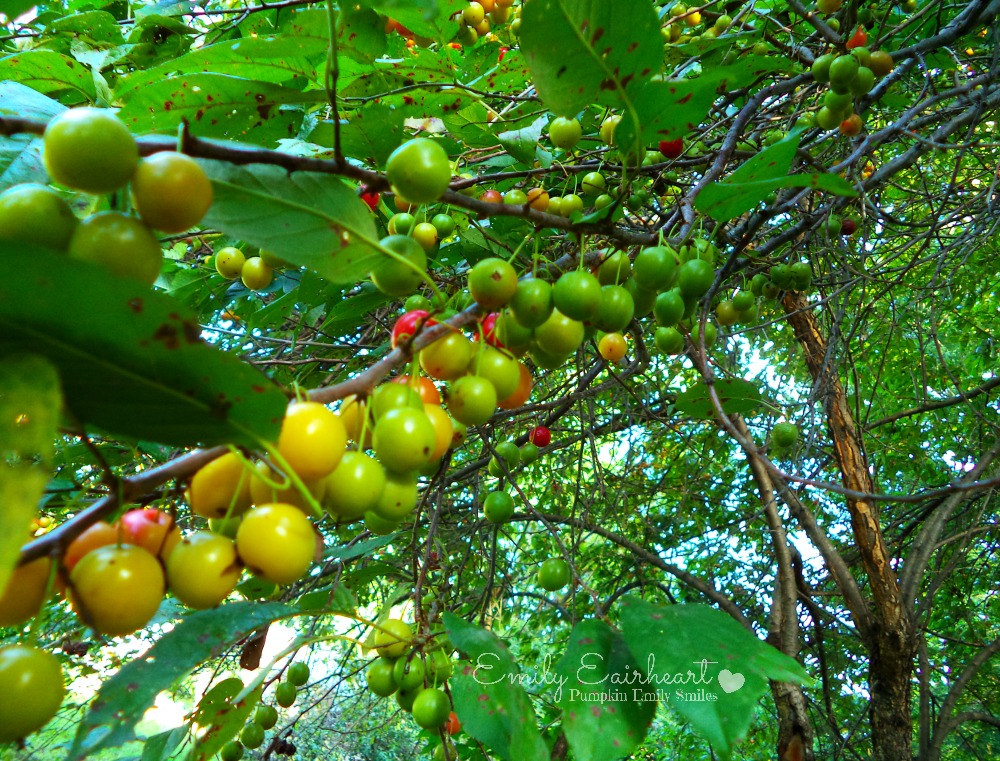 Yellow, green, and red cherries