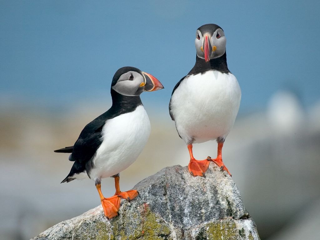 http://4.bp.blogspot.com/-NbFZfs4ufbY/T-2Fy3VC9AI/AAAAAAAAGO8/MRl6IwPnGU4/s1600/puffin-01.jpg