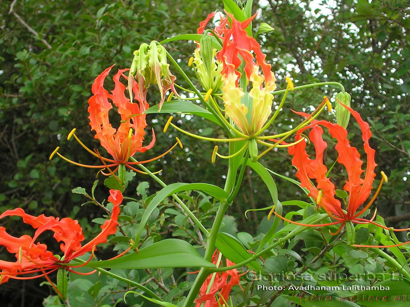 Medicinal Plants Gloriosa superba Agni sikha Kari hari Kandal