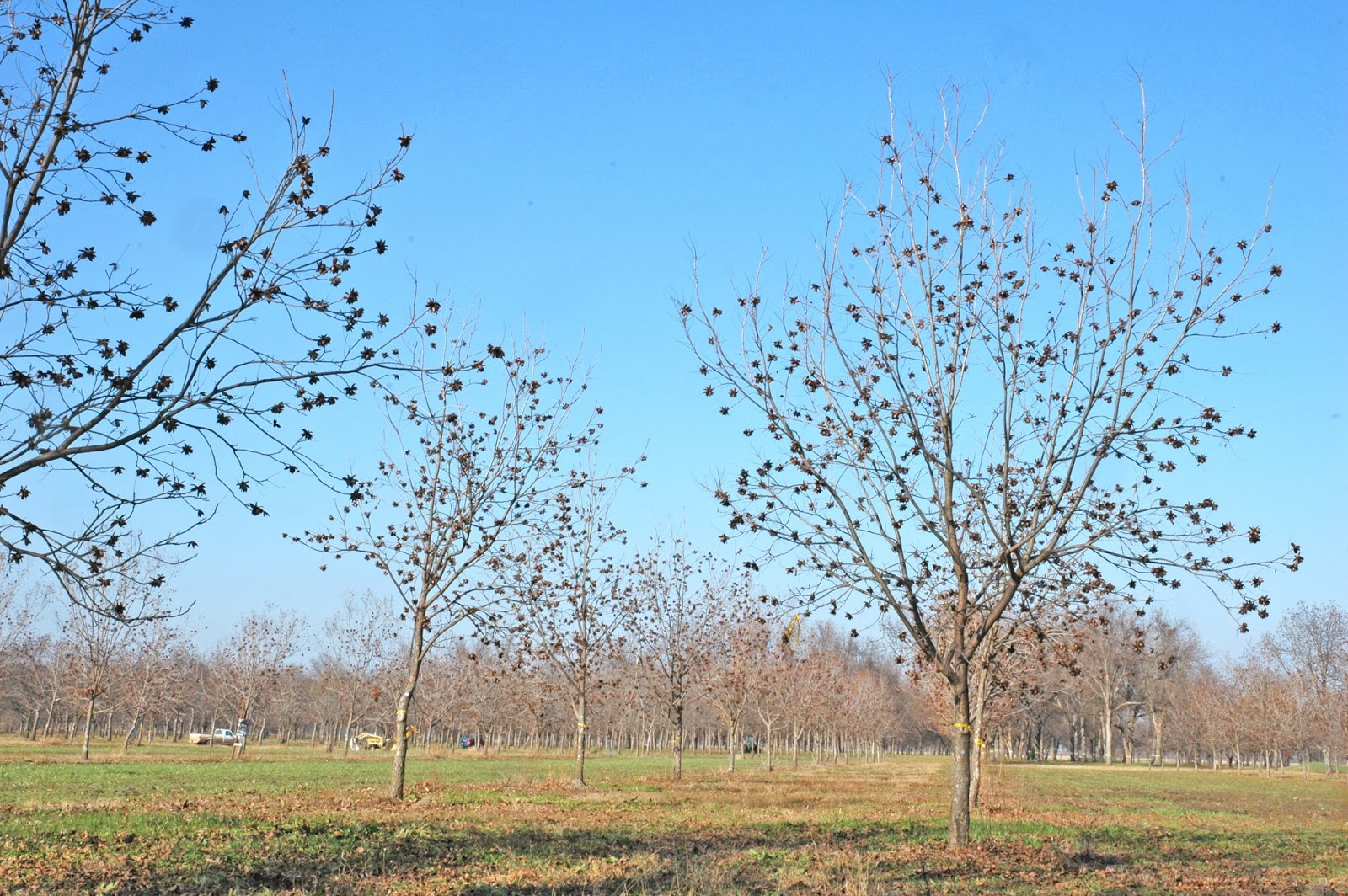 Northern Pecans Doublerow pecans Pecan yield at year eleven