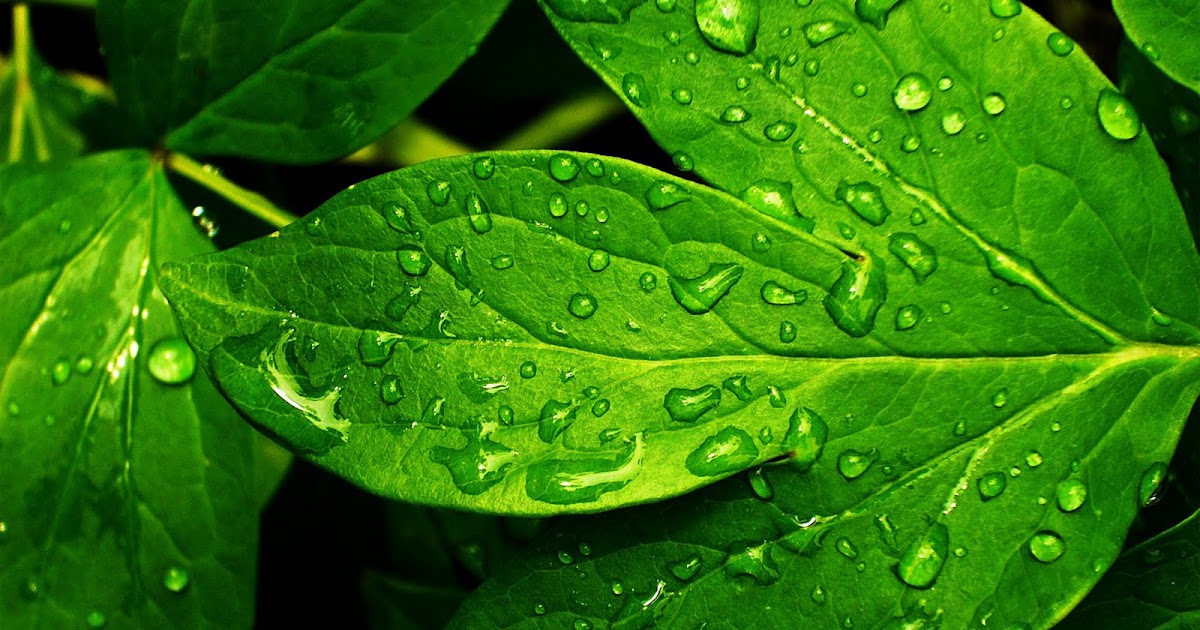 Hd Wallpapers Beautiful Rain Drops Nature Green Wallpaper 1600 X