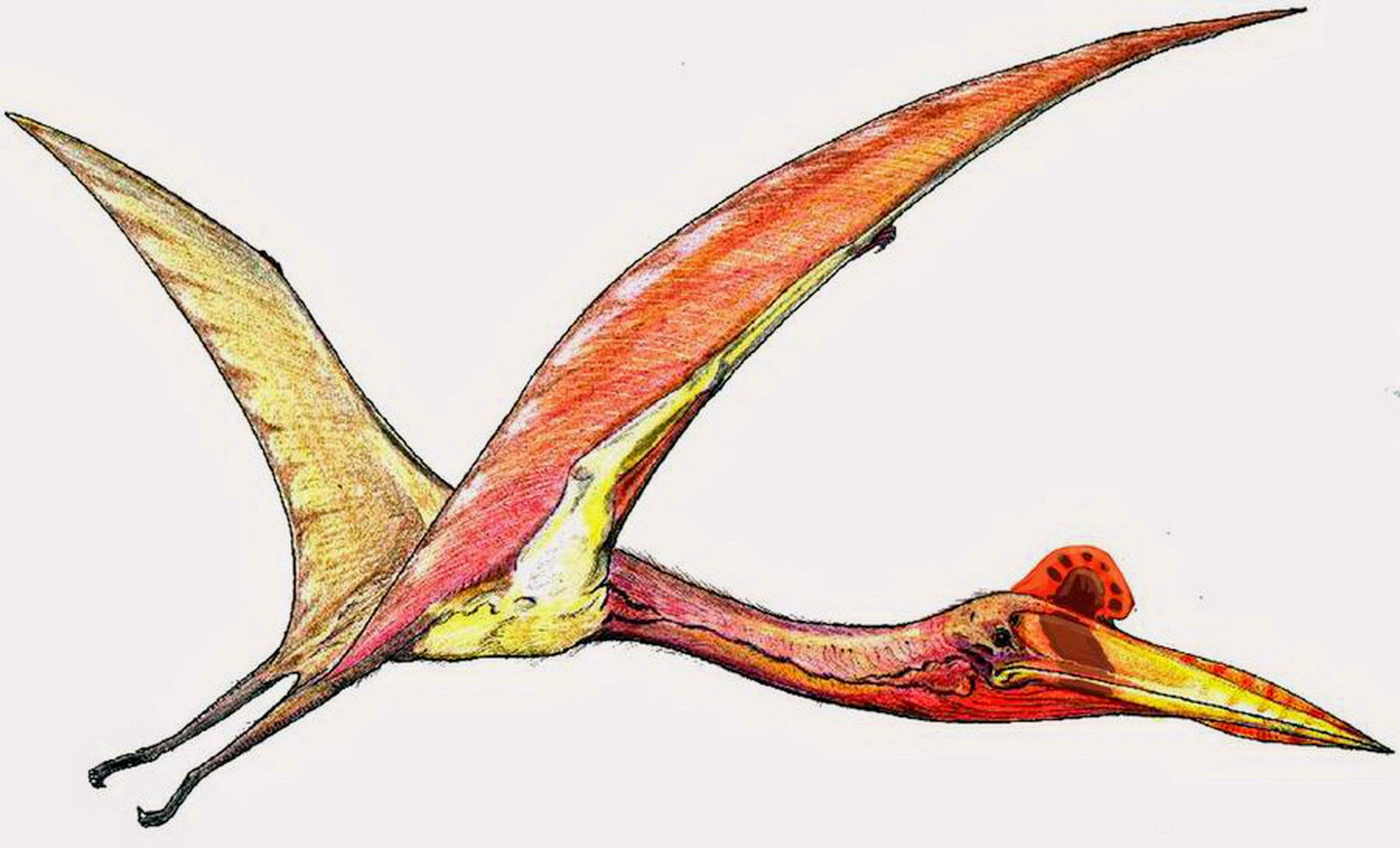 7 Spesies Dinosaurus Terunik dan Teraneh di Dunia 7 Spesies Dinosaurus Terunik dan Teraneh di Dunia