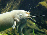 Electric Catfish